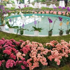 Fiesta de la Flor y Tigre