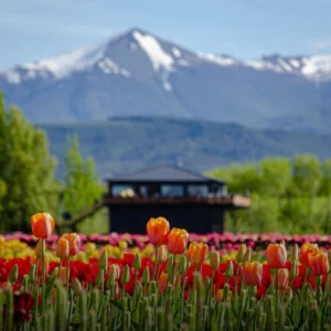 Bariloche – El bolsón | CAMPO DE TULIPANES BUS