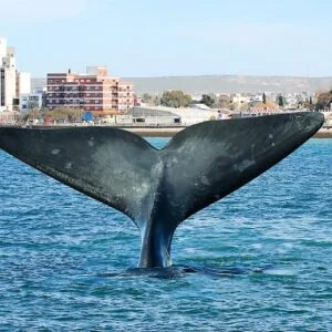 MADRYN con Península Valdes | Aéreo